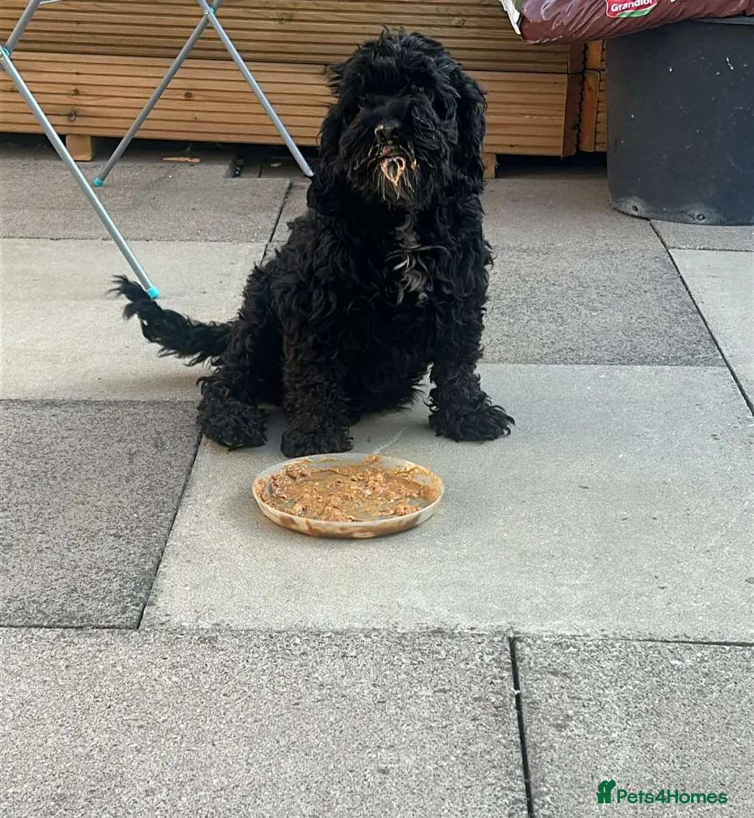 Cockapoo dogs for sale: Cockerpoo puppies  in Basildon - Advert 1