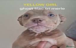 American Bulldog dogs for sale: Pocket bullie pups  - Image 4