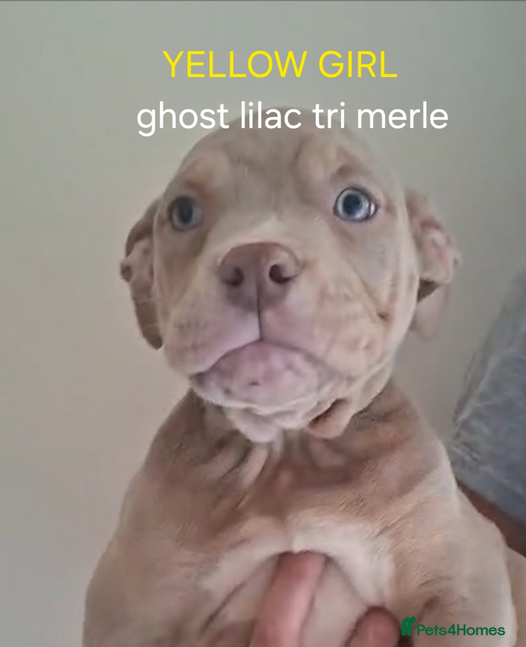 American Bulldog dogs for sale: Pocket bullie pups  - Image 4