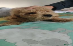 Maltipoo dogs for sale: Beautiful maltipoo puppys - Image 7