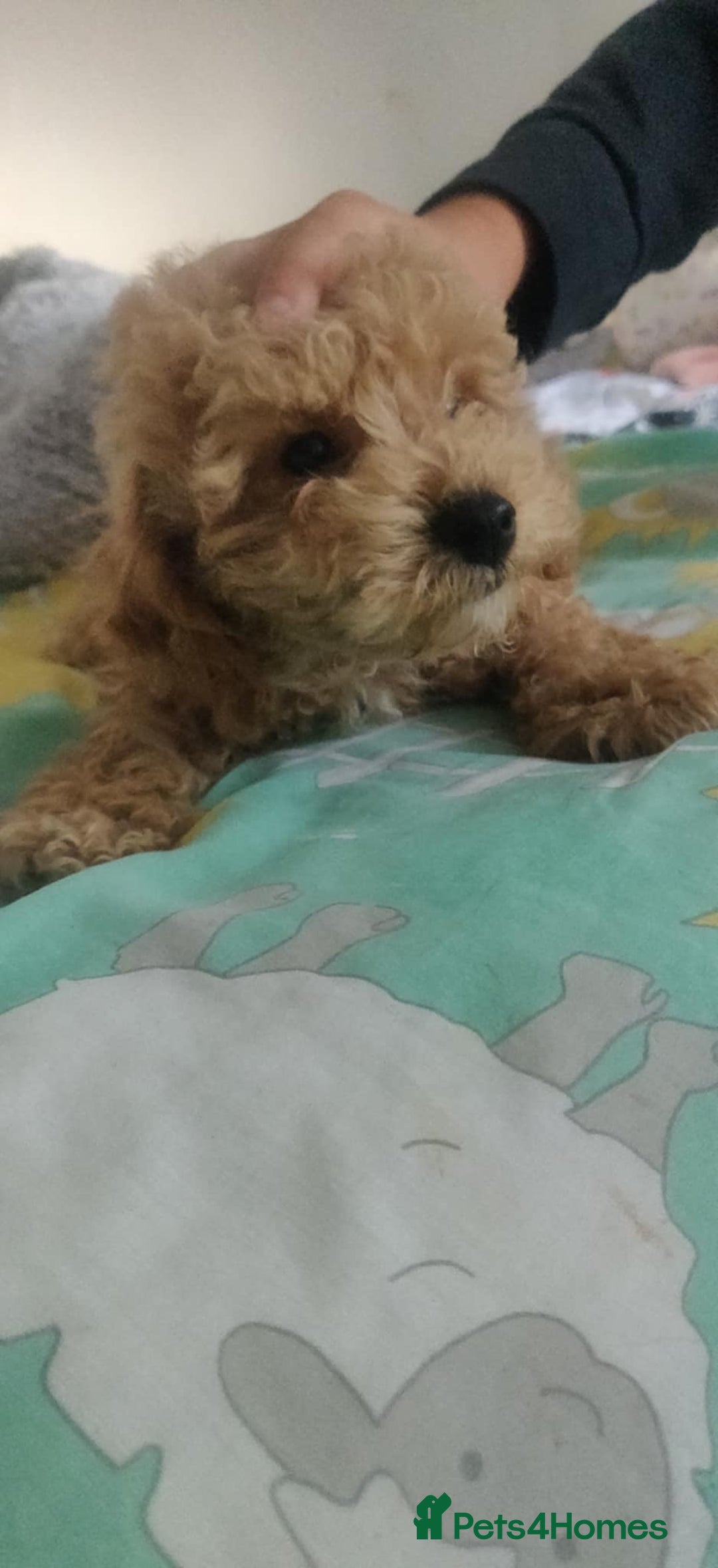 Maltipoo dogs for sale: Beautiful maltipoo puppys - Image 7