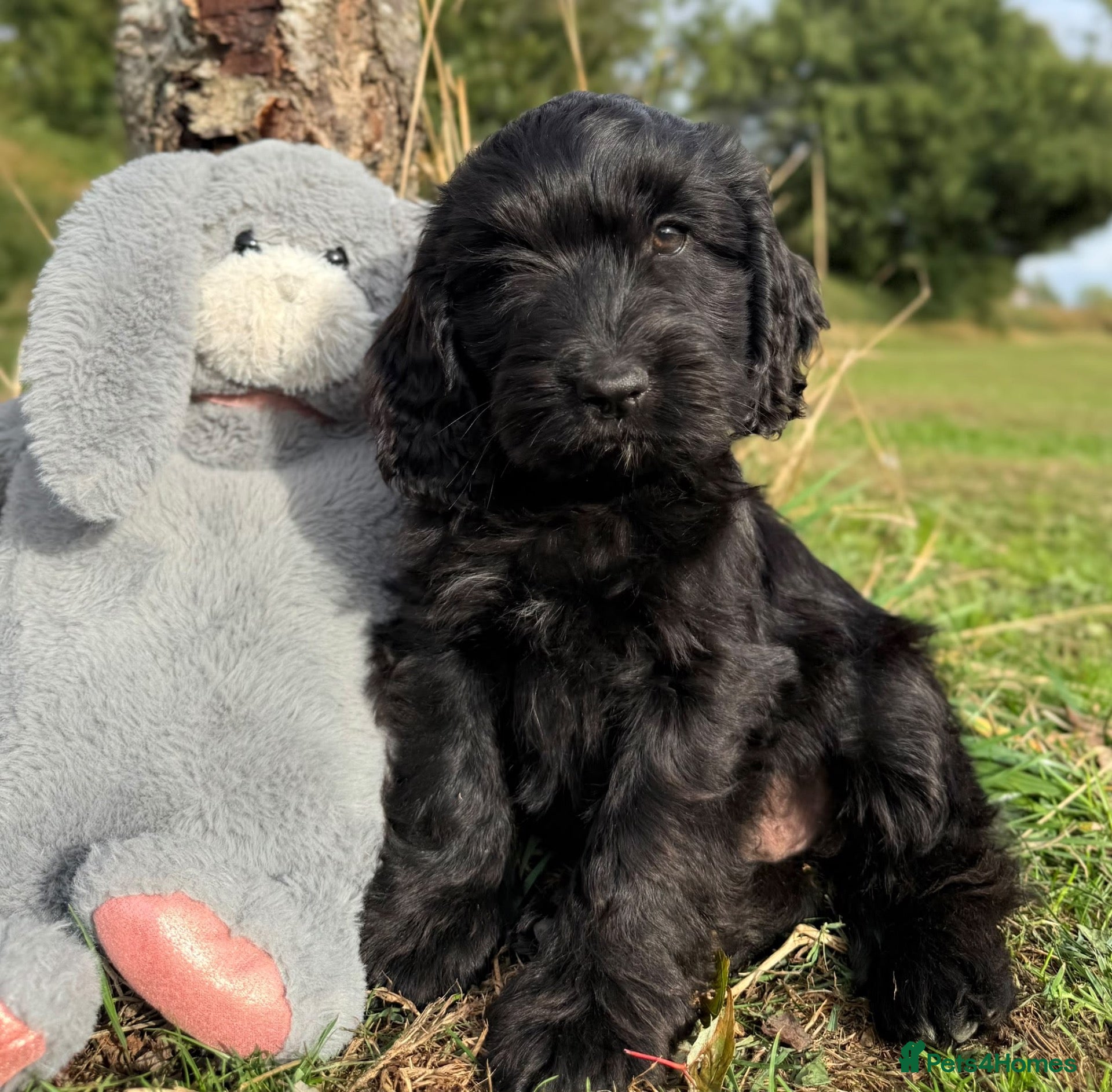 Australian Labradoodle dogs Australian labradoodles  - Advert 1