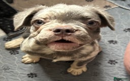 French Bulldog dogs for sale: x2 boys🔥🐾Ready Now🔥🐾Fluffy French bulldogs🔥🐾 in Rotherham - Image 22