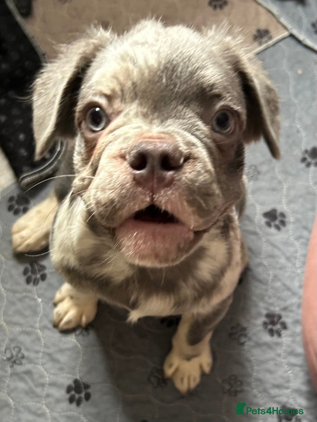 French Bulldog dogs for sale: x2 boys🔥🐾Ready Now🔥🐾Fluffy French bulldogs🔥🐾 in Rotherham - Image 22