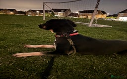 Mixed Breed dogs for sale: Jake  - Image 3