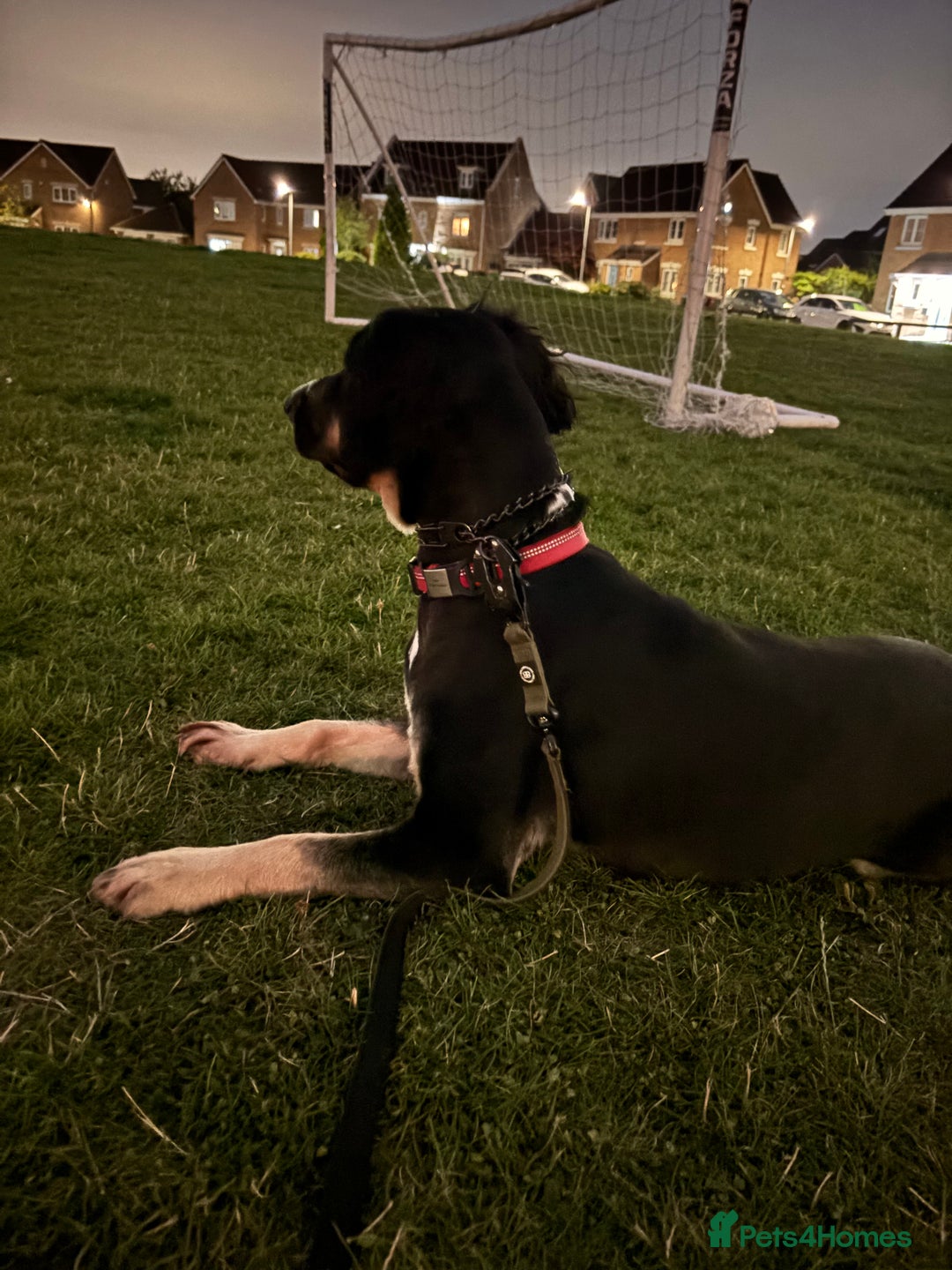 Mixed Breed dogs for sale: Jake  - Image 3