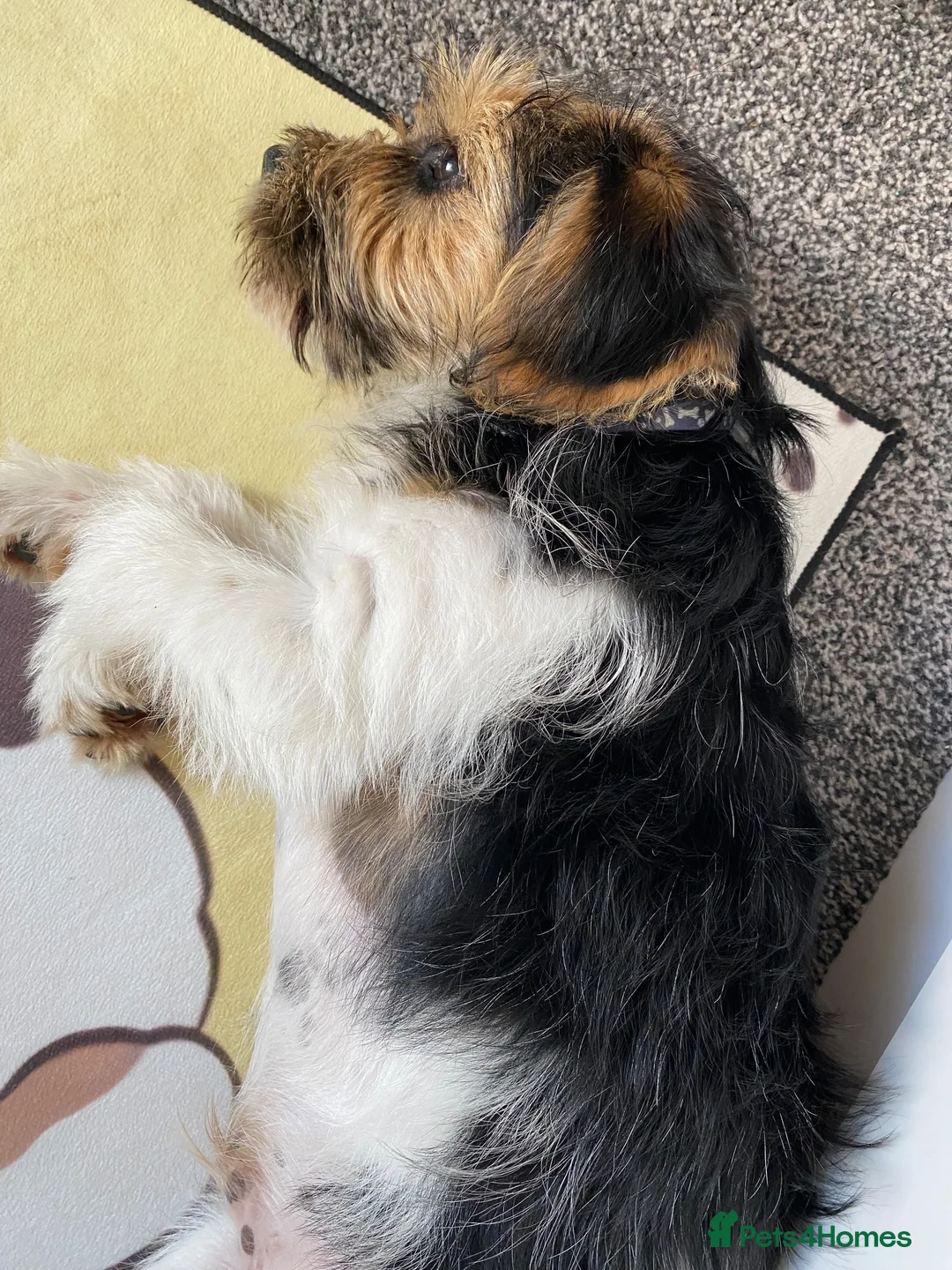 Mixed Breed dogs for sale: 6 month Jack Russel mix looking for new home - Advert 6