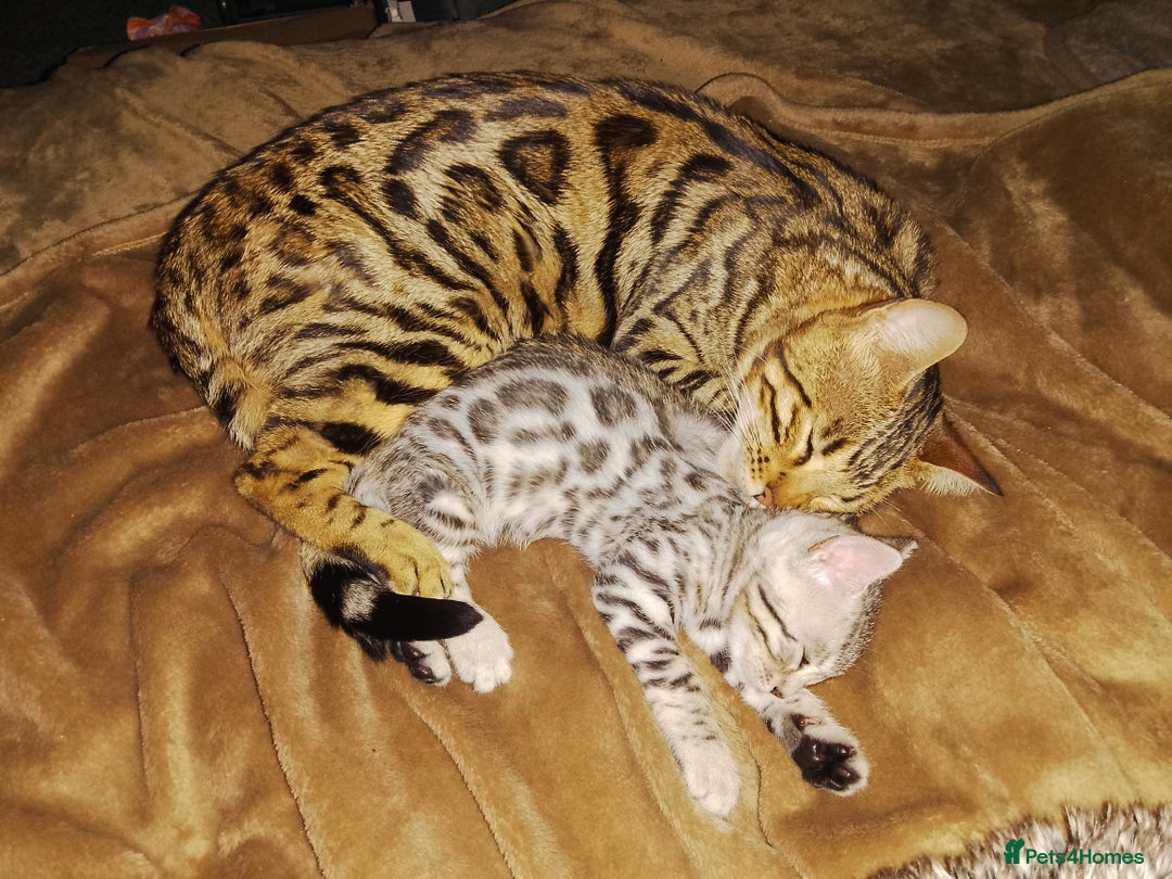 Bengal cats for sale: Purebred Silver and brown male Bengal kittens - Advert 5