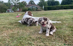 Sproodle dogs for sale: Sproodle Puppy 3 - 💥 Rare Gorgeous Chocolate Merle Sproodles 🐶 - Image 4
