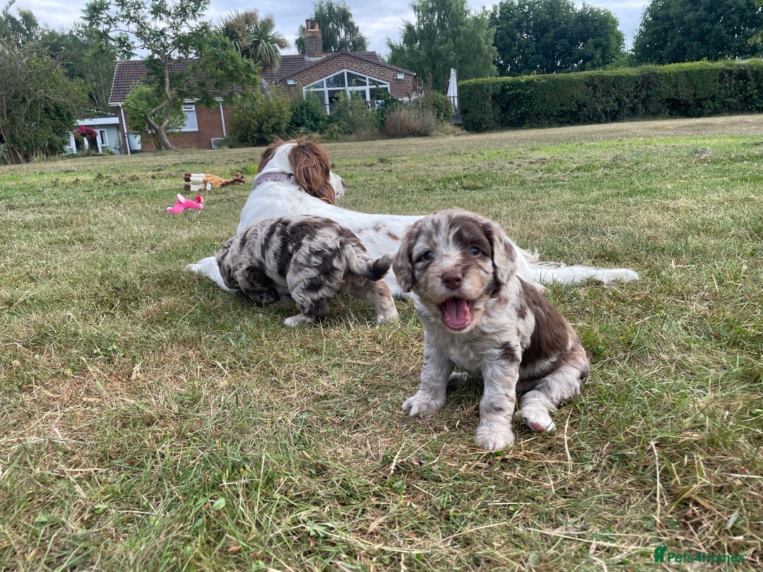 Sproodle dogs for sale: Sproodle Puppy 3 - 💥 Rare Gorgeous Chocolate Merle Sproodles 🐶 - Image 4