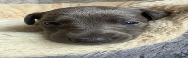 Whippet Puppy 3