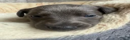 Whippet dogs for sale: I BEAUTIFUL GIRL LEFT READY NOW - Advert 21