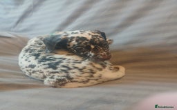 Dalmatian dogs for sale: Dalmatian Ready to home 1×girl 1× boy(£550)) - Image 29