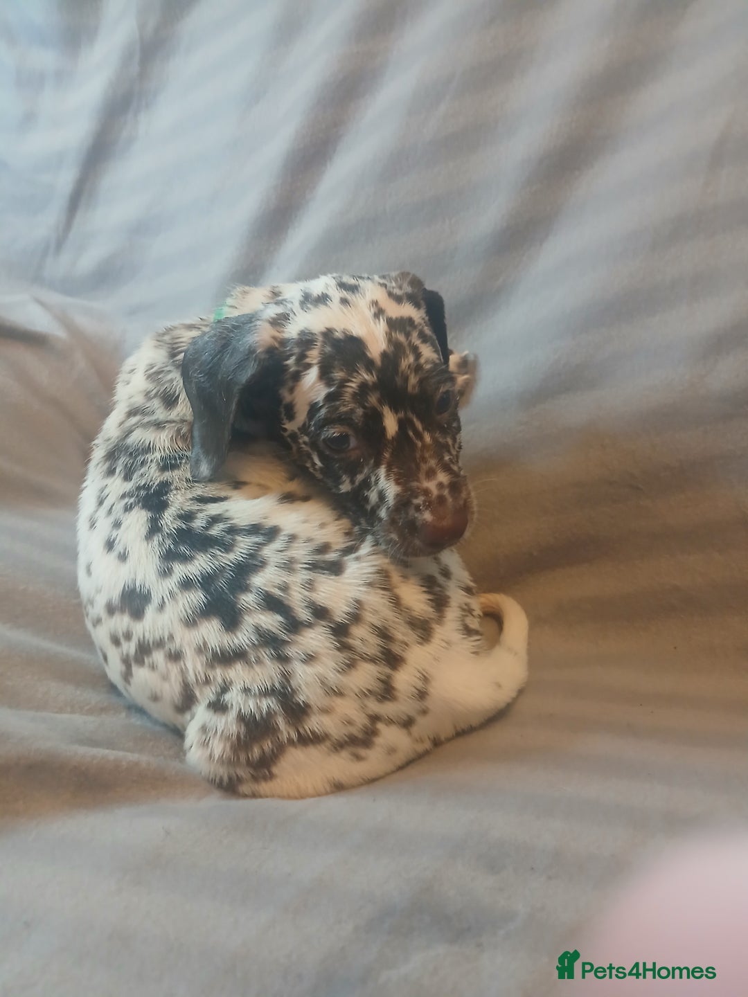 Dalmatian dogs for sale: Dalmatian Ready to home 1×girl 1× boy(£550)) - Image 29