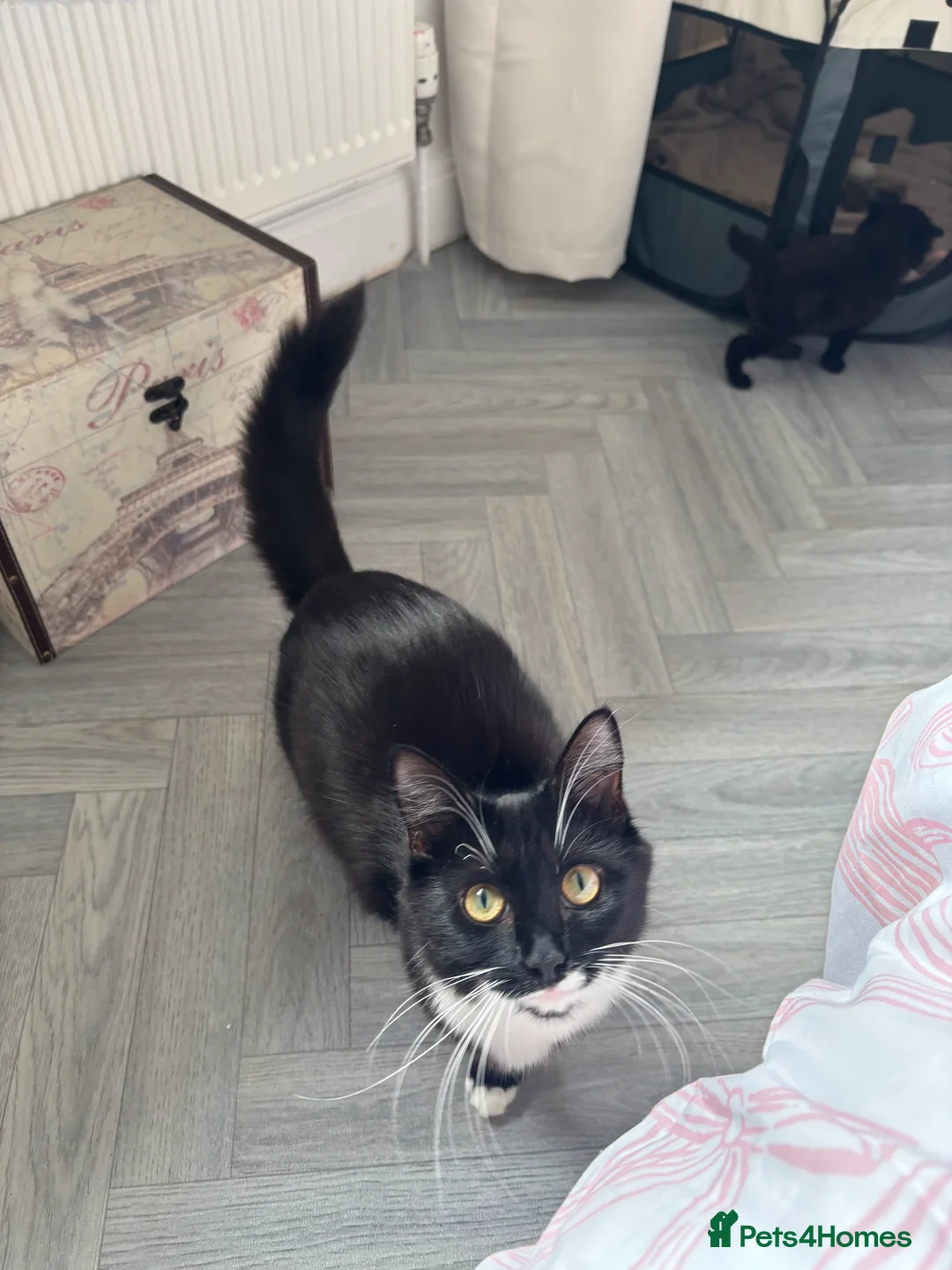 Mixed Breed cats for sale: 3 mixed breed short and long haired kittens  in Basingstoke - Advert 1