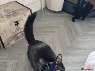 Mixed Breed cats 3 mixed breed short and long haired kittens - Advert 2