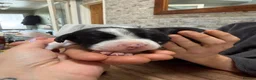 Mixed Breed dogs for sale: English bull dog cross springer  - Advert 3