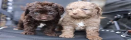 Cavapoo dogs for sale: F1 rare chocolate/choc Merle Cavapoo pups - Advert 3