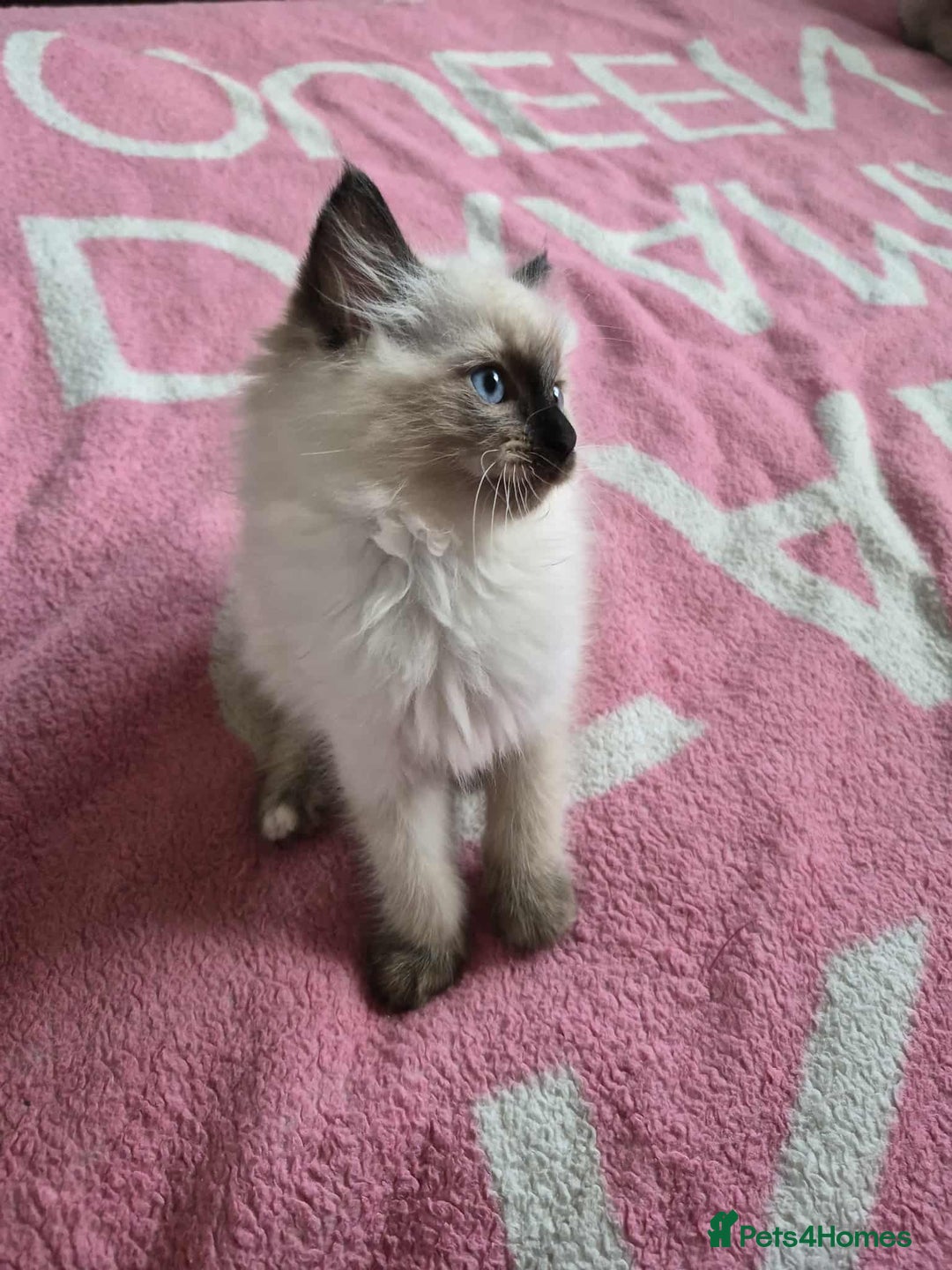 Ragdoll cats for sale: Ragdoll kittens  - Image 4