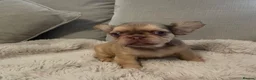 French Bulldog dogs for sale: 🔥 Unbelievable litter of 11 French Bulldogs 😍 - Advert 4