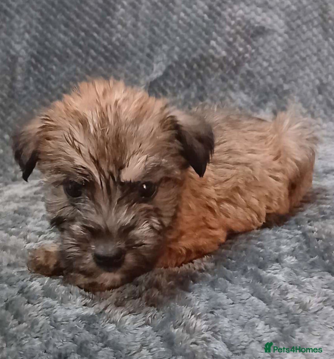 Soft Coated Wheaten Terrier dogs for sale: Beautiful Wheaten Terrier Puppies  - Image 6