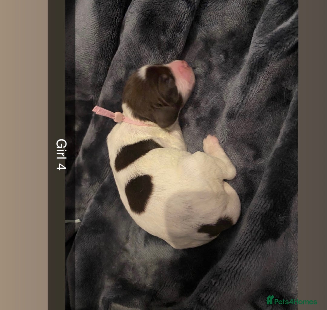 Cocker Spaniel dogs for sale: Working cocker spaniel puppies  - Advert 8