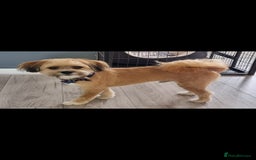 Mixed Breed dogs for sale: Sheranian for sale 1yr old  - Image 3