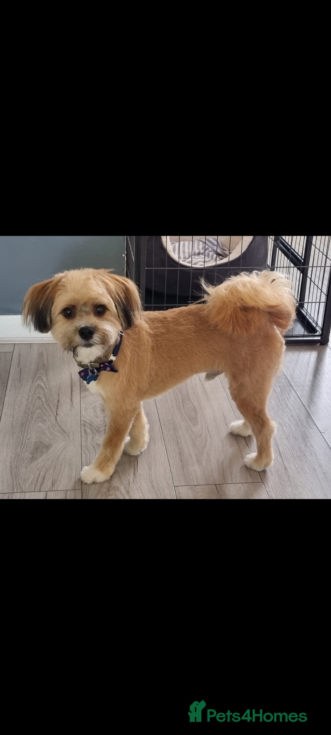 Mixed Breed dogs for sale: Sheranian for sale 1yr old  - Image 3