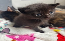 British Shorthair cats for sale: Beautiful litter of 5 kittens  - Image 6