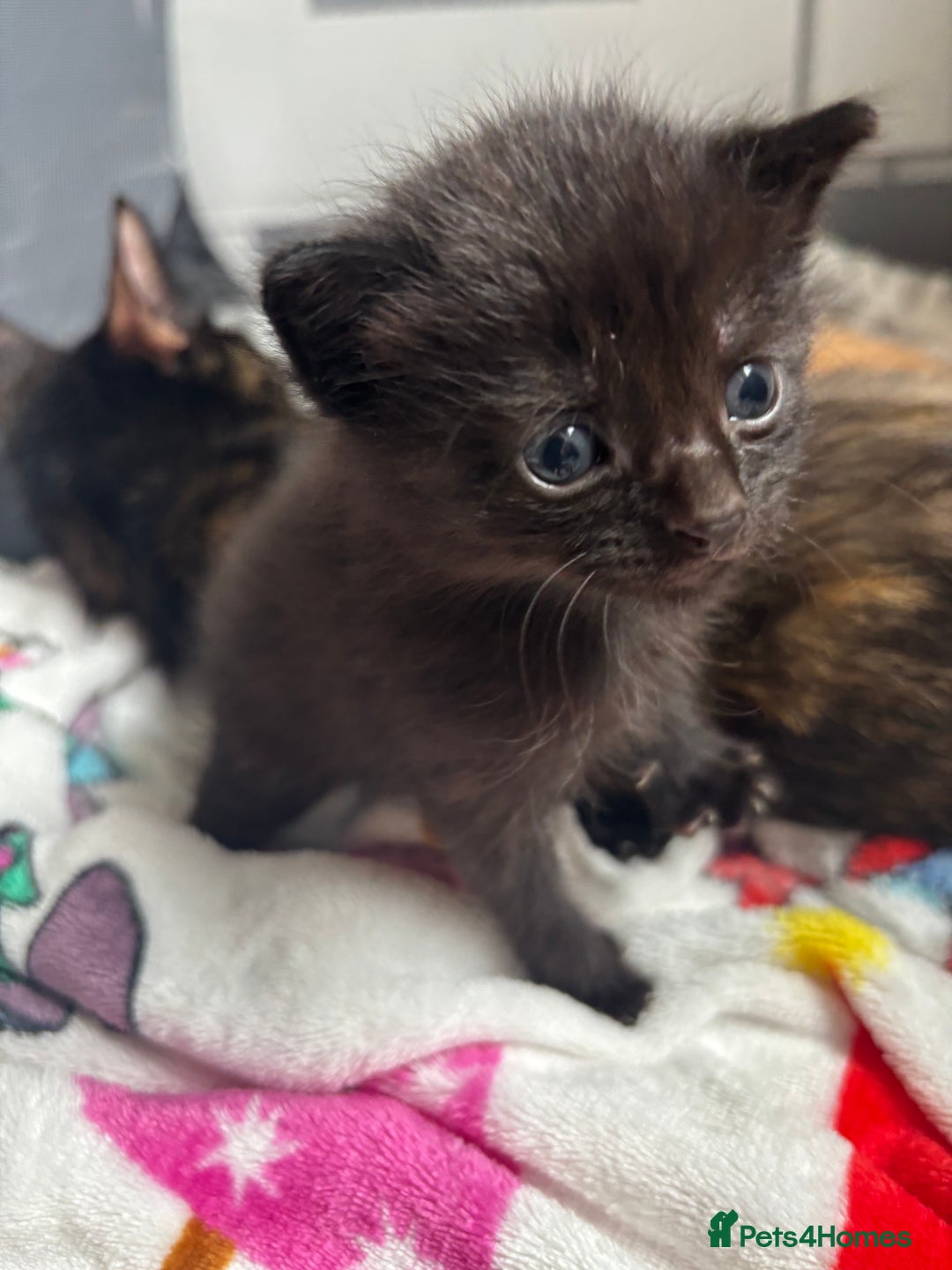 British Shorthair cats for sale: Beautiful litter of 5 kittens  - Image 6