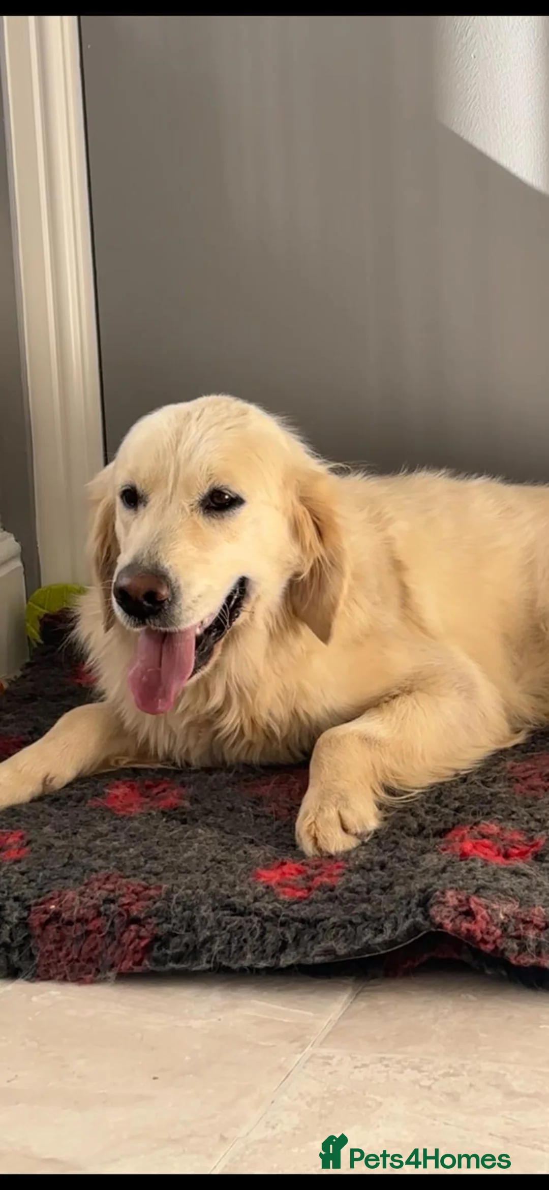 Golden Retriever dogs for sale: 3 outstanding golden retriever puppies  in Middlesbrough - Advert 2