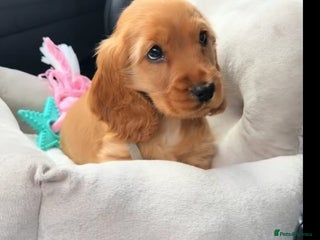 Cocker Spaniel dogs Cocker spaniel puppy’s - Advert 1