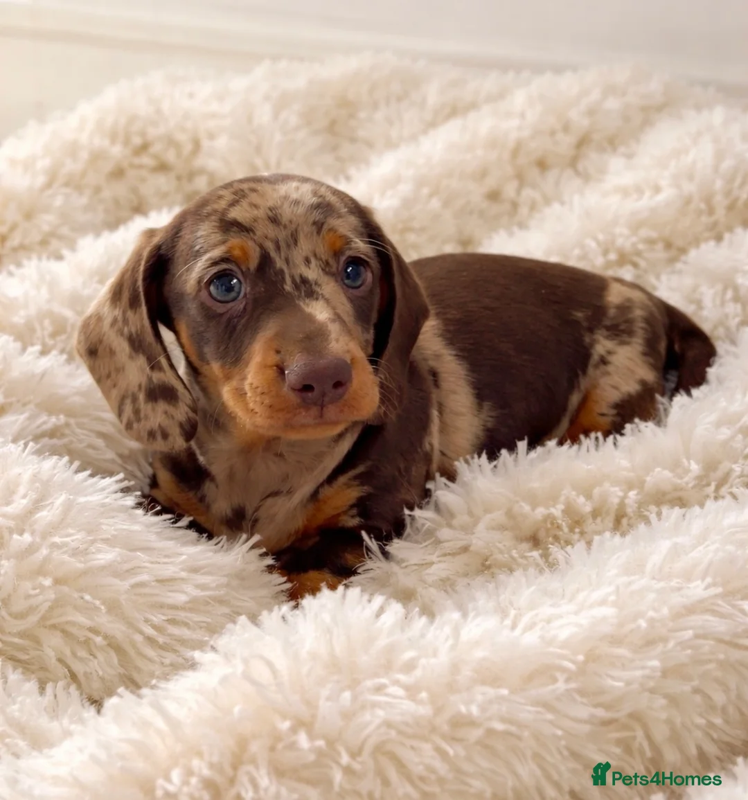 Dachshund dogs for sale: Miniature Dachshund puppies  - Advert 3