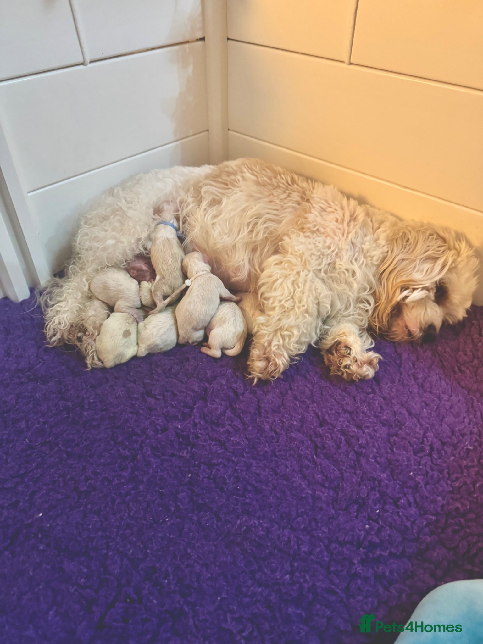 Cavachon dogs Beautiful Cavachon Puppies - Advert 6