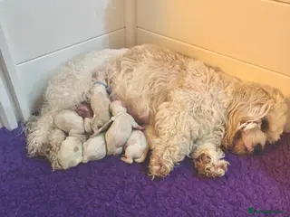 Cavachon dogs Beautiful Cavachon Puppies - Advert 6