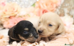 Miniature Dachshund dogs for sale: KC Longhair Miniature Dachshund Puppies - Image 8