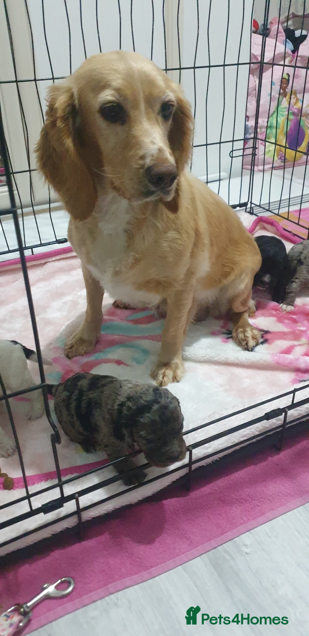 Cocker Spaniel dogs for sale: Cocker spaniel  - Advert 3