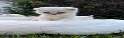 Scottish Fold cats for sale: Scottish fold/straight kittens - Advert 7