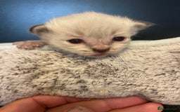 Ragdoll cats for sale: Stunning Ragdoll kittens blue lnyx ready soon  - Image 24