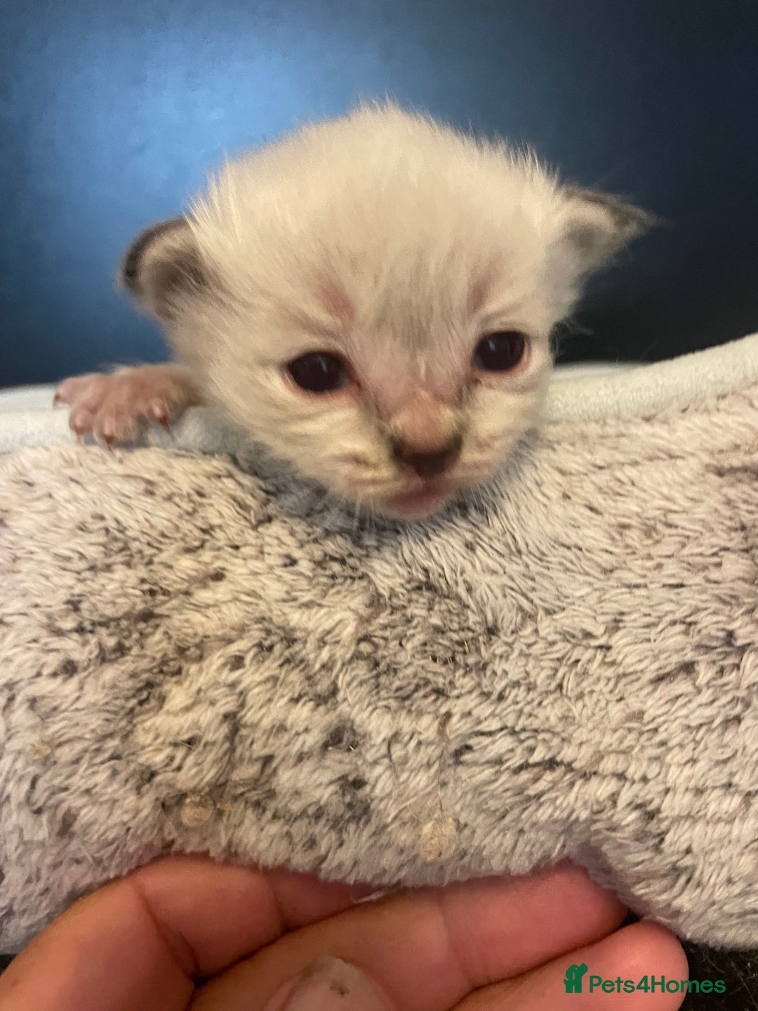 Ragdoll cats for sale: Stunning Ragdoll kittens blue lnyx ready soon  - Image 24