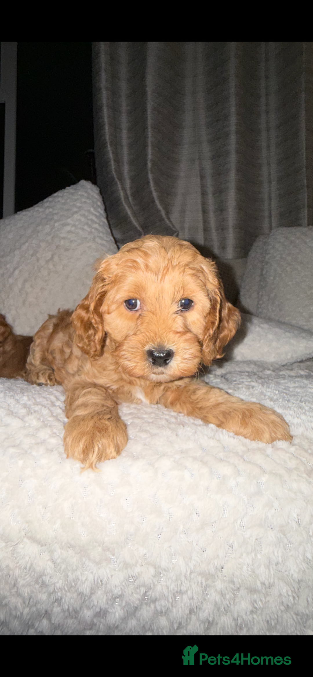 Cockapoo dogs for sale: Ready Monday 2 Cockapoo females  - Advert 40