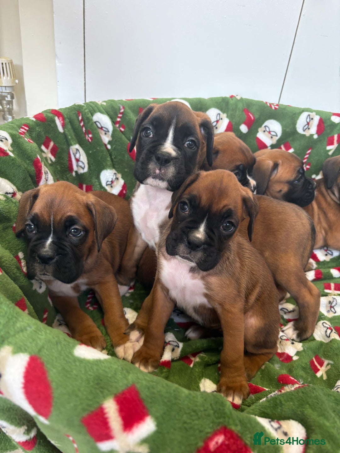 Boxer dogs for sale: Boxer puppy’s  - Advert 9