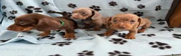 Miniature Dachshund dogs for sale: MINIATURE DACHSHUND PUPPIES FOR SALE  in Llanelli - Advert 2