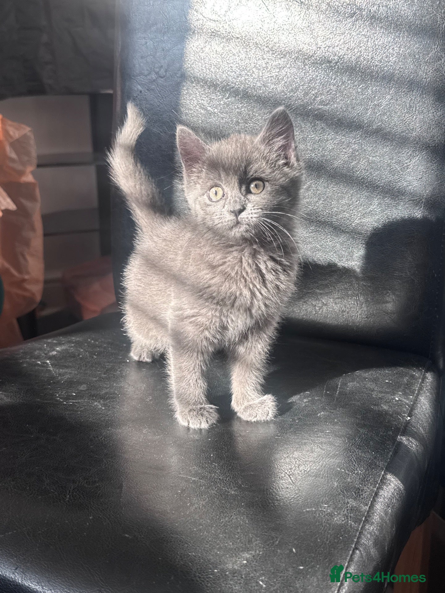 Mixed Breed cats for sale: Beautiful girl kitten  - Advert 2