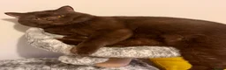 British Shorthair cats for sale: British shorthair kittens  - Advert 14