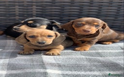 Miniature Dachshund dogs for sale: KC Registered true petite Miniature Dachshunds - Image 1