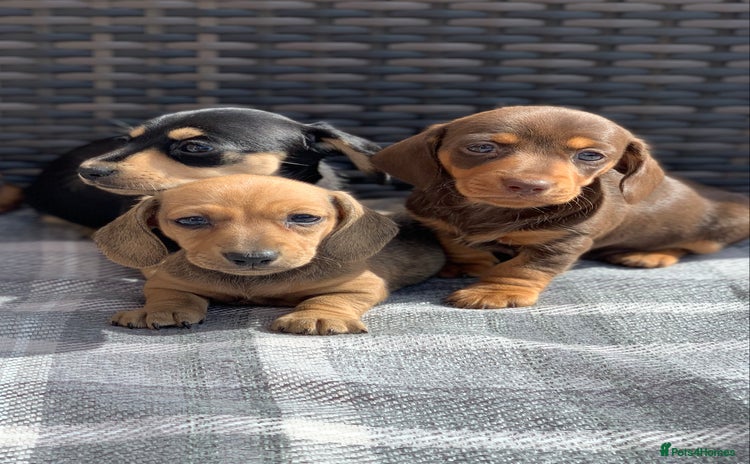 Miniature Dachshund dogs - Advert 16