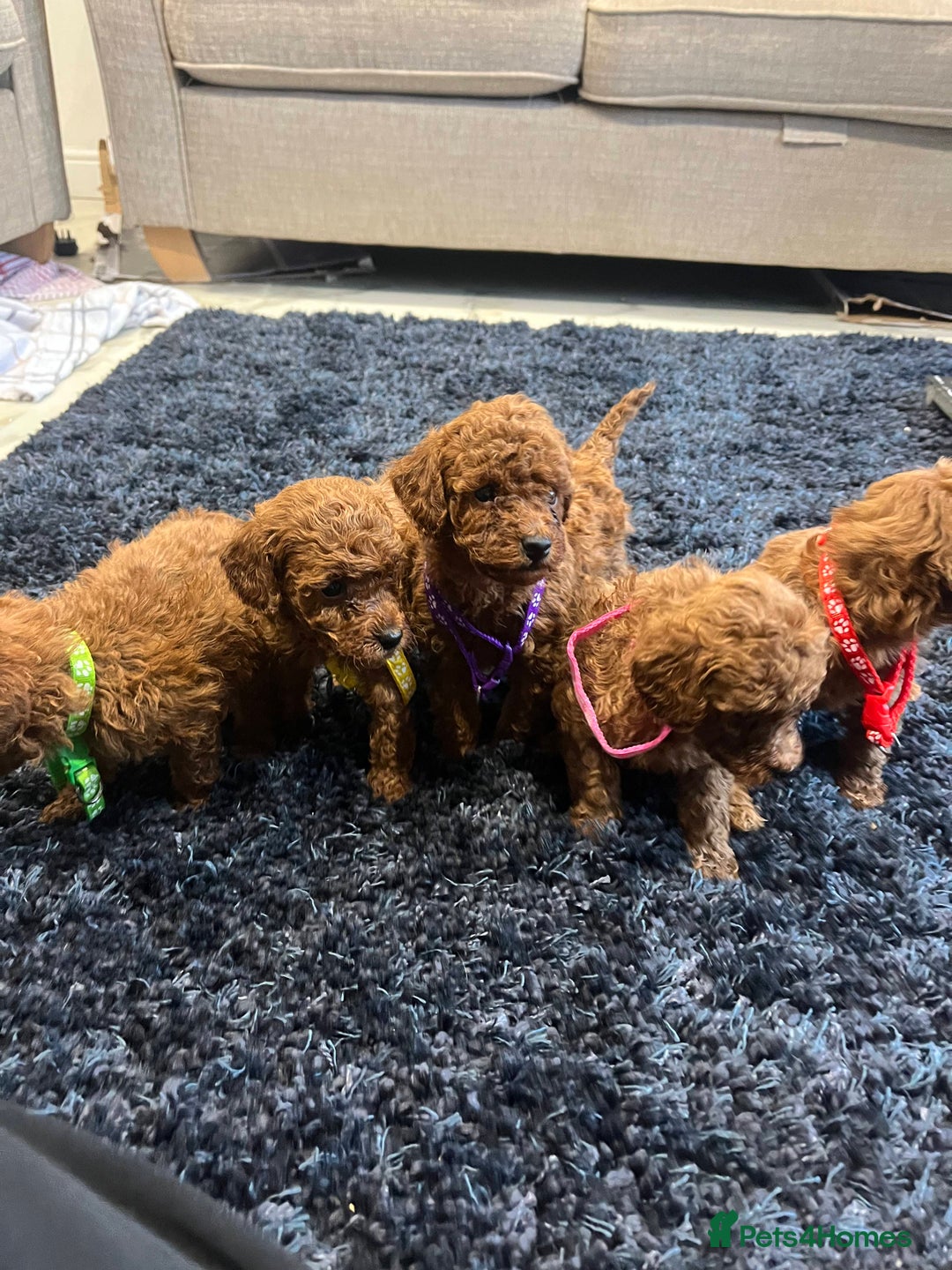 Miniature Poodle dogs for sale: FOX Red Miniature Poodles!!! 400 Health Tests!! - Advert 4