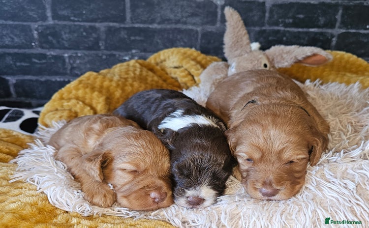 Mixed Breed dogs - Advert 1