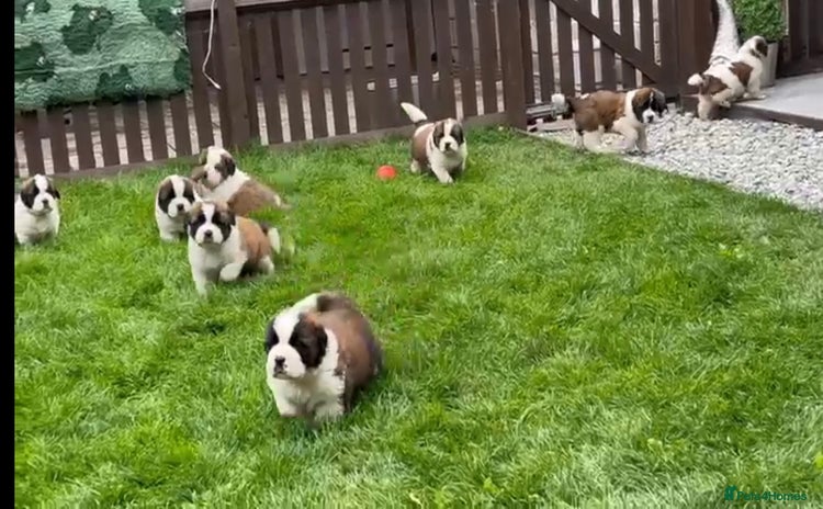 Saint Bernard dogs - Advert 1